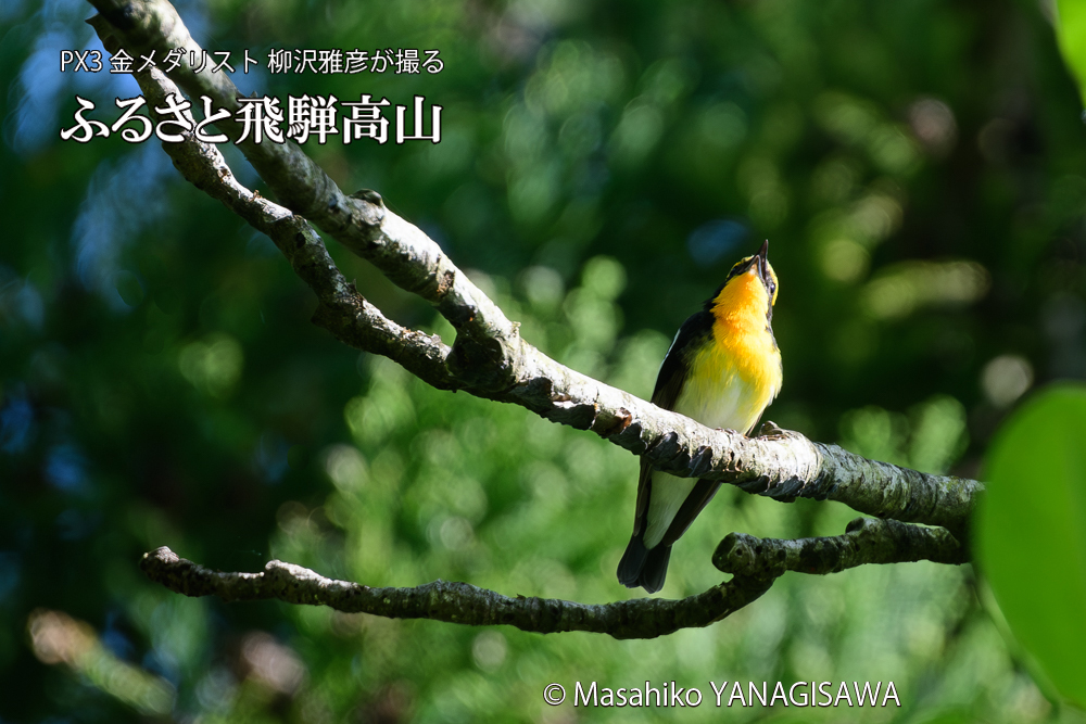 飛騨高山に棲むキビタキの写真です。