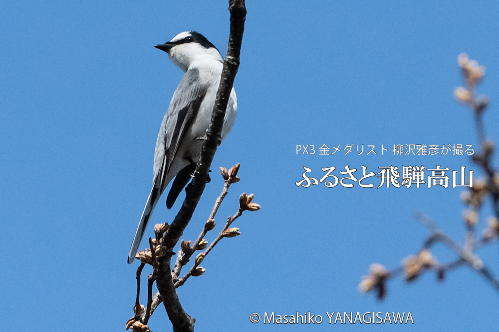 飛騨高山に棲むサンショウクイの写真です。