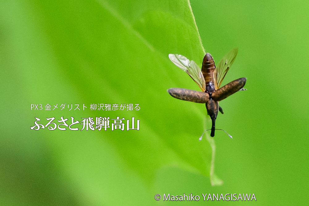 飛騨高山に棲むゾウムシの写真です。