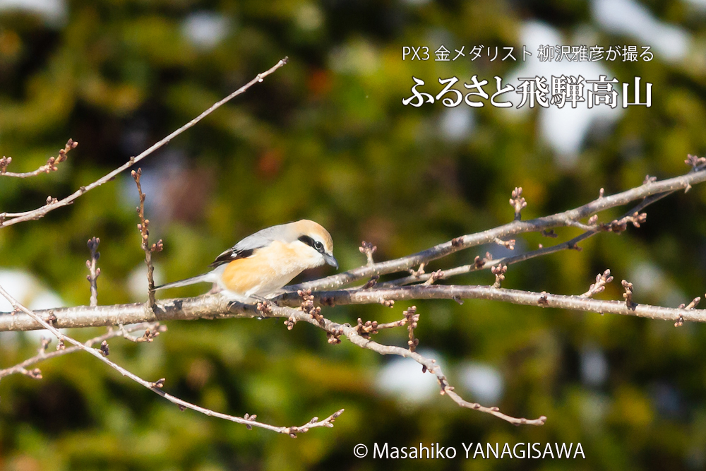 飛騨高山に棲むモズの写真です。