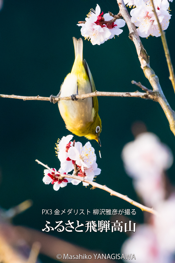 飛騨高山に棲むメジロの写真です。
