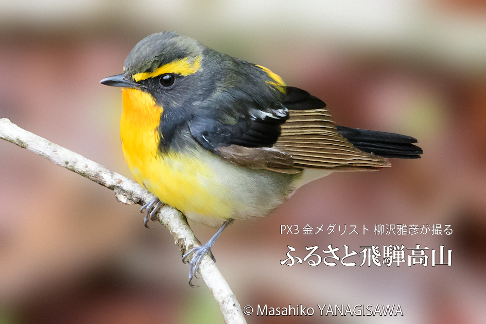 飛騨高山に棲むキビタキの写真です。