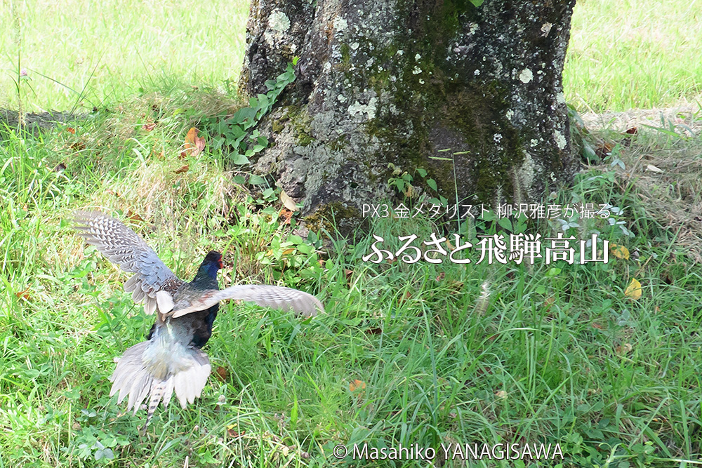 飛騨高山に棲むキジ雄の写真です。