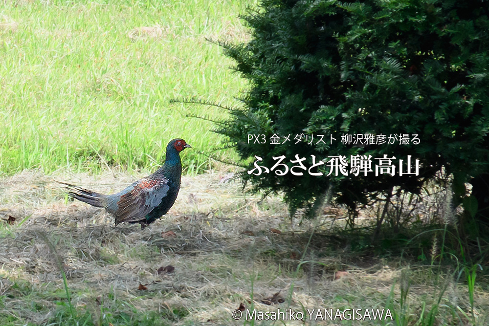 飛騨高山に棲むキジ雄の写真です。
