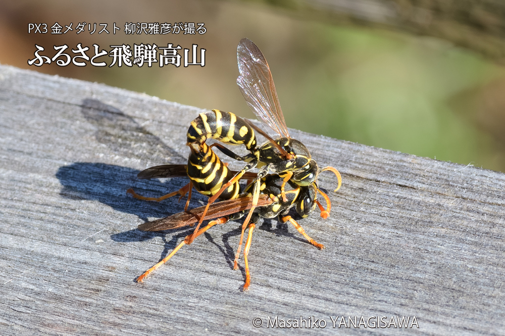 飛騨高山に棲むアシナガバチの写真です。