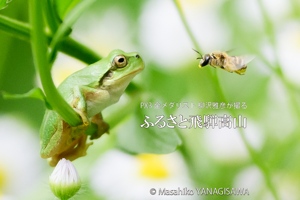 飛騨高山に棲むアマガエルの写真です。
