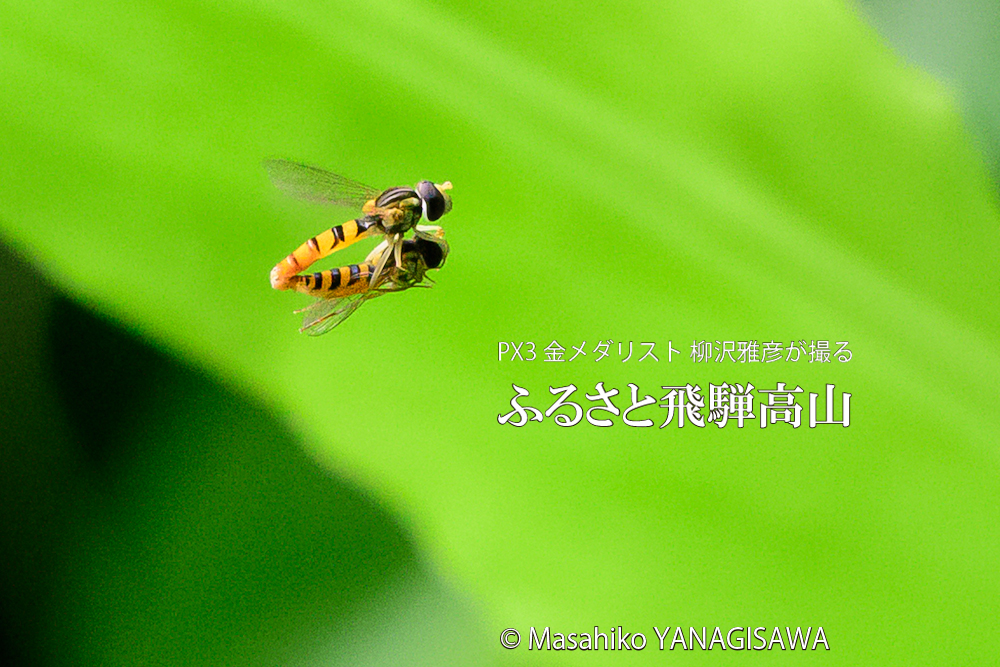 飛騨高山に棲むヒラタアブの写真です。