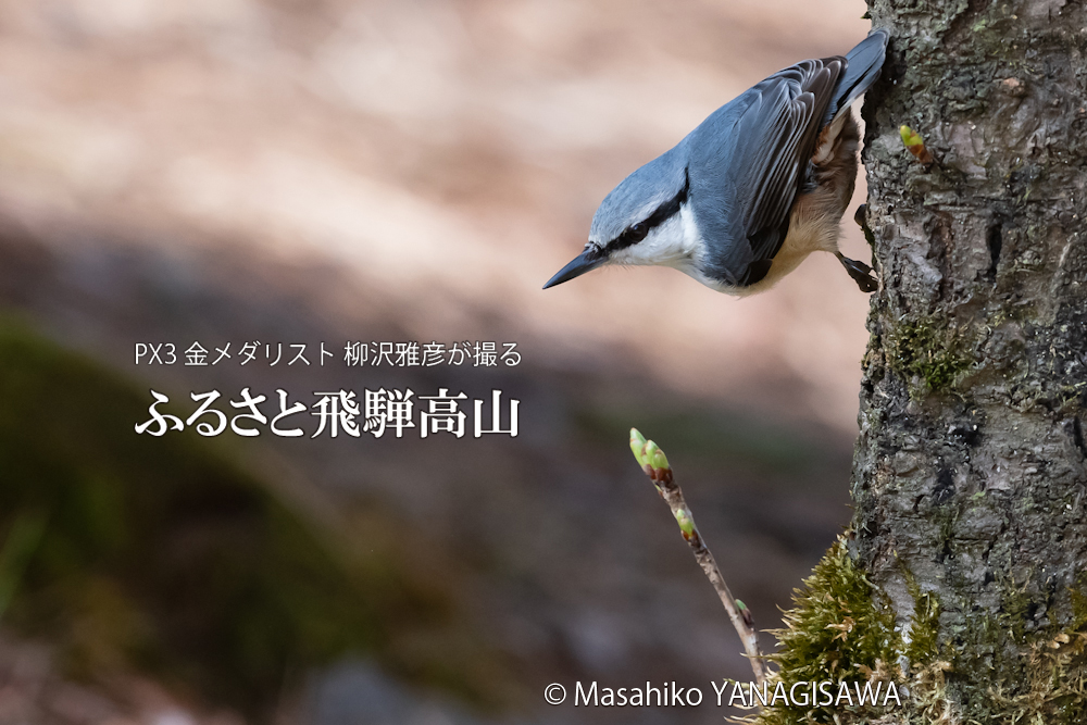 飛騨高山に棲むゴジュウカラの写真です。