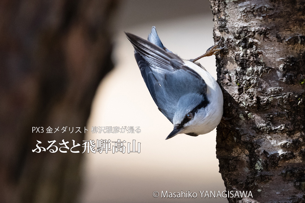 飛騨高山に棲むゴジュウカラの写真です。