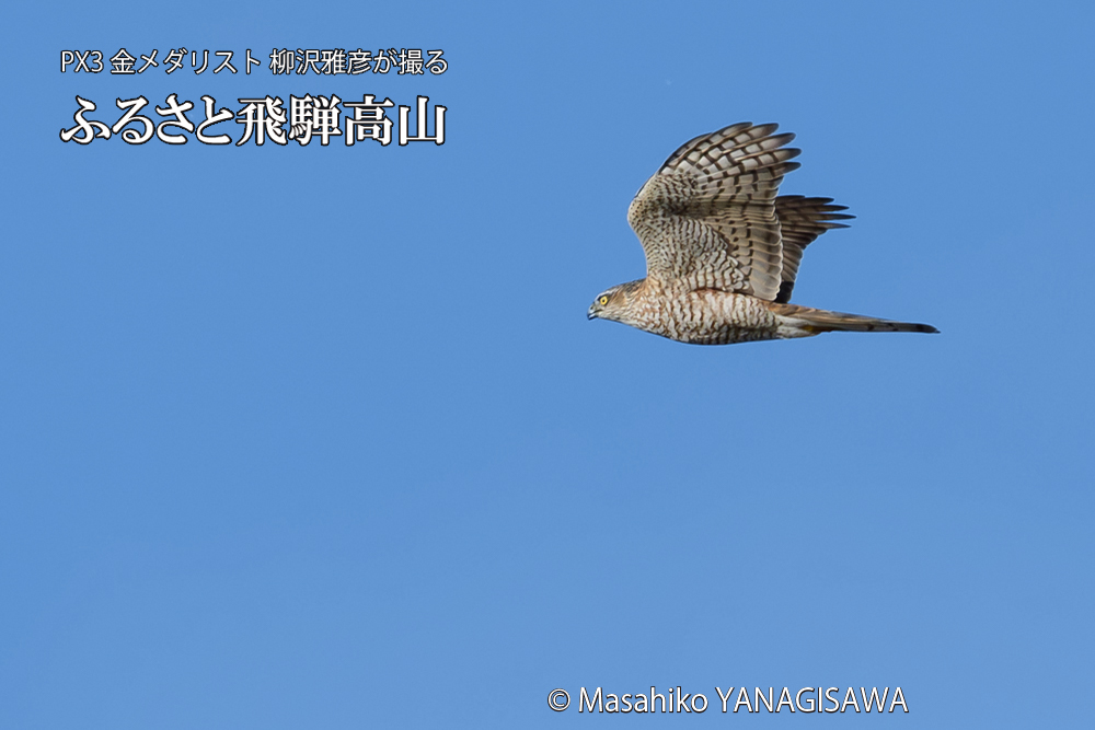飛騨高山に棲むハイタカの写真です。